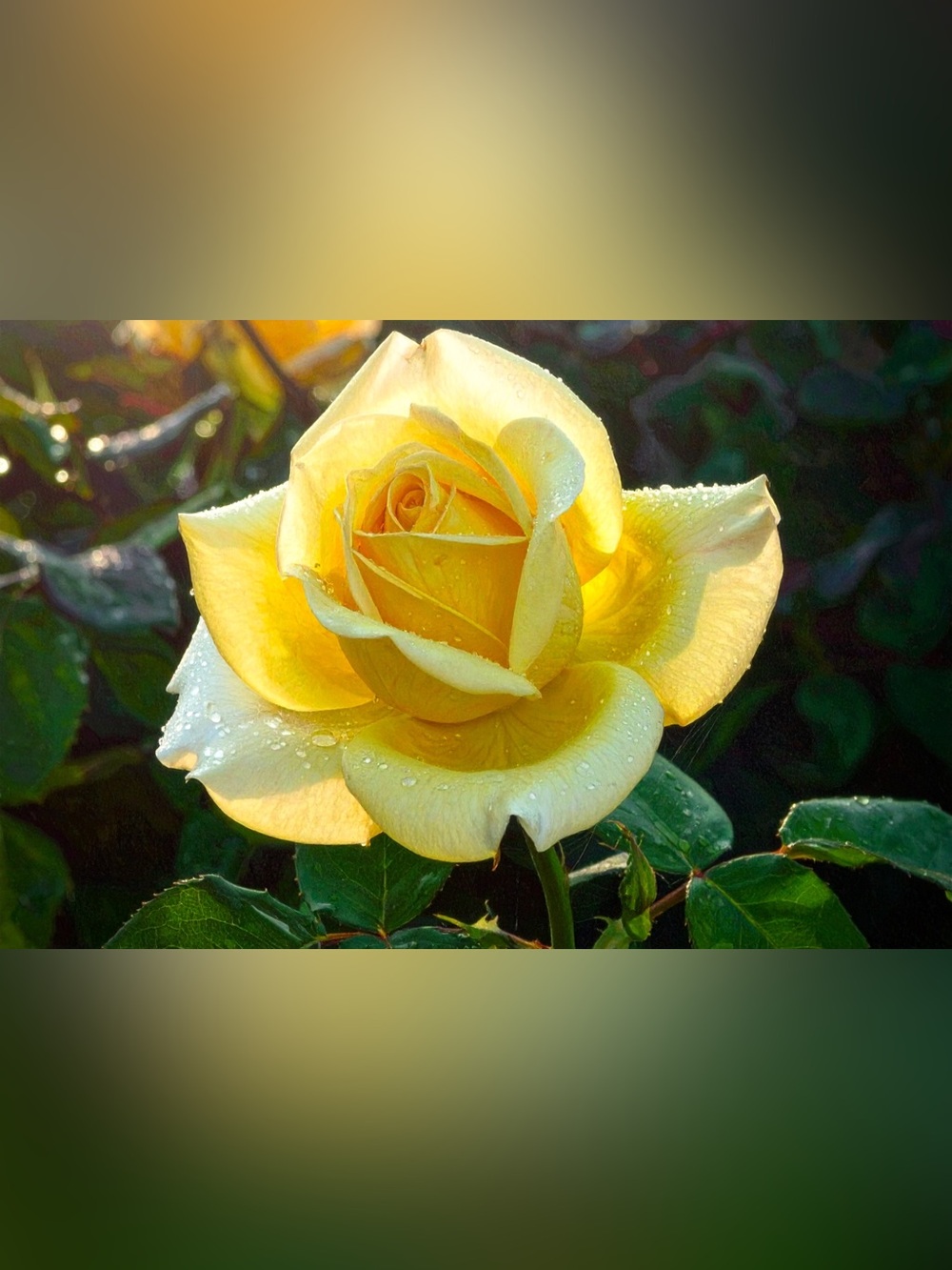 Yellow Rose Photography Wall Art - Home Art Photography